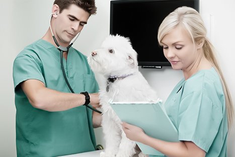 cachorro sendo atendido